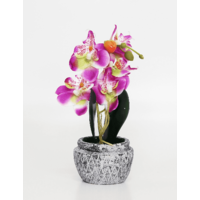 Орхидея в кашпо 8*24 см. в ассортименте